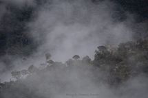 The view from the highest sites, cloud forest at Refugio El cedro in Yanachaga-Chemillen National Park, Oxapampa (Photo: Percy O. Chambi Porroa, 2014)